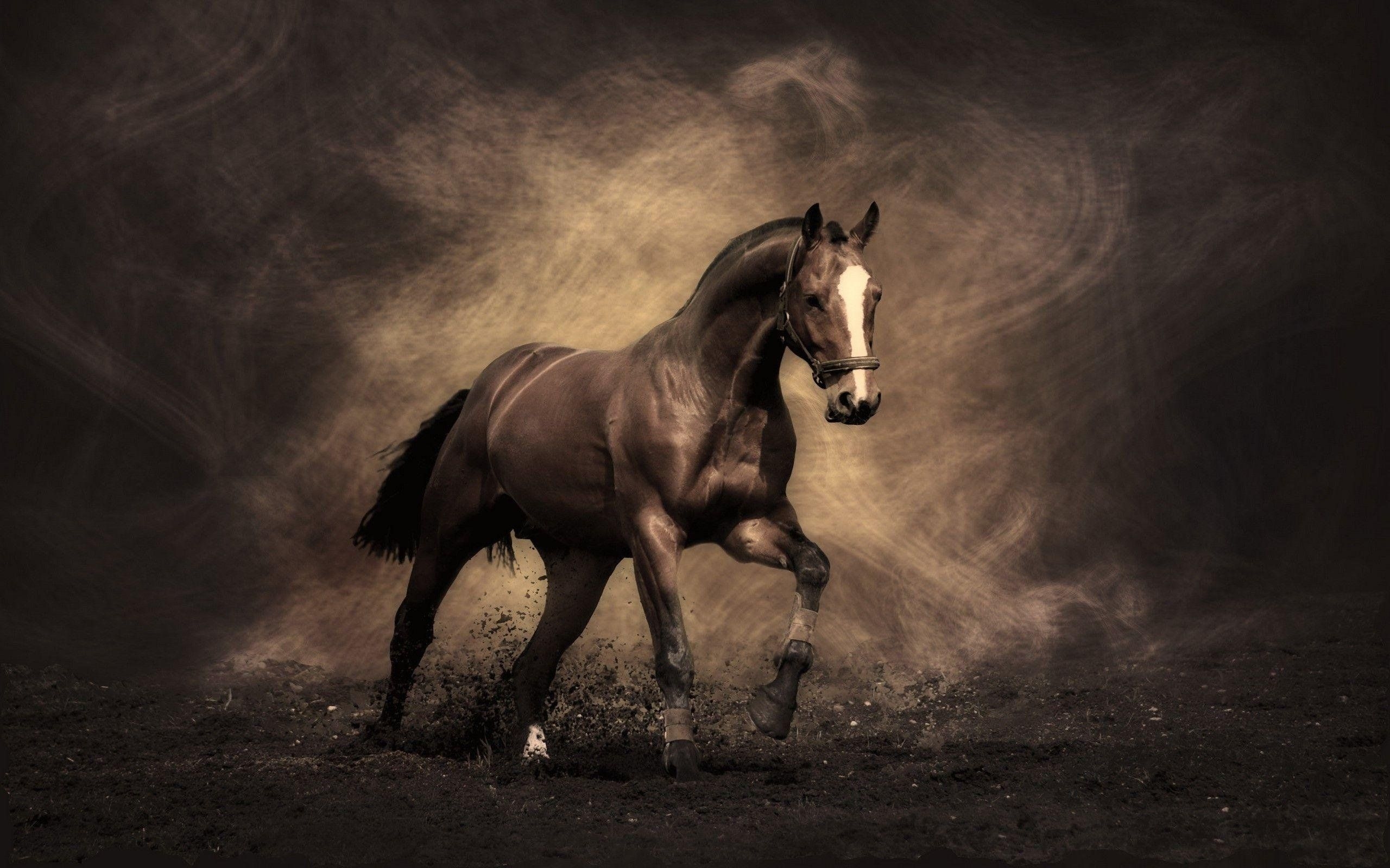 2560x1600 Wallpaper HD Horse Download, Desktop