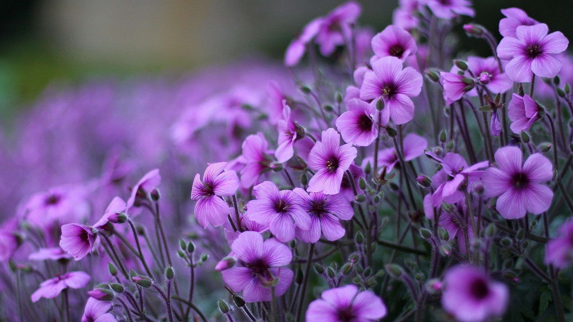 1920x1080 Purple Flowers Geranium Ornamental Flowering Plants HD Wallpaper, Desktop