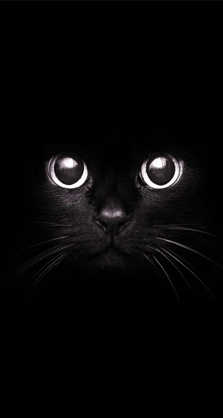 740x1390 Cute Black Cat Wallpaper iPhone 3D iPhone Wallpaper, Phone