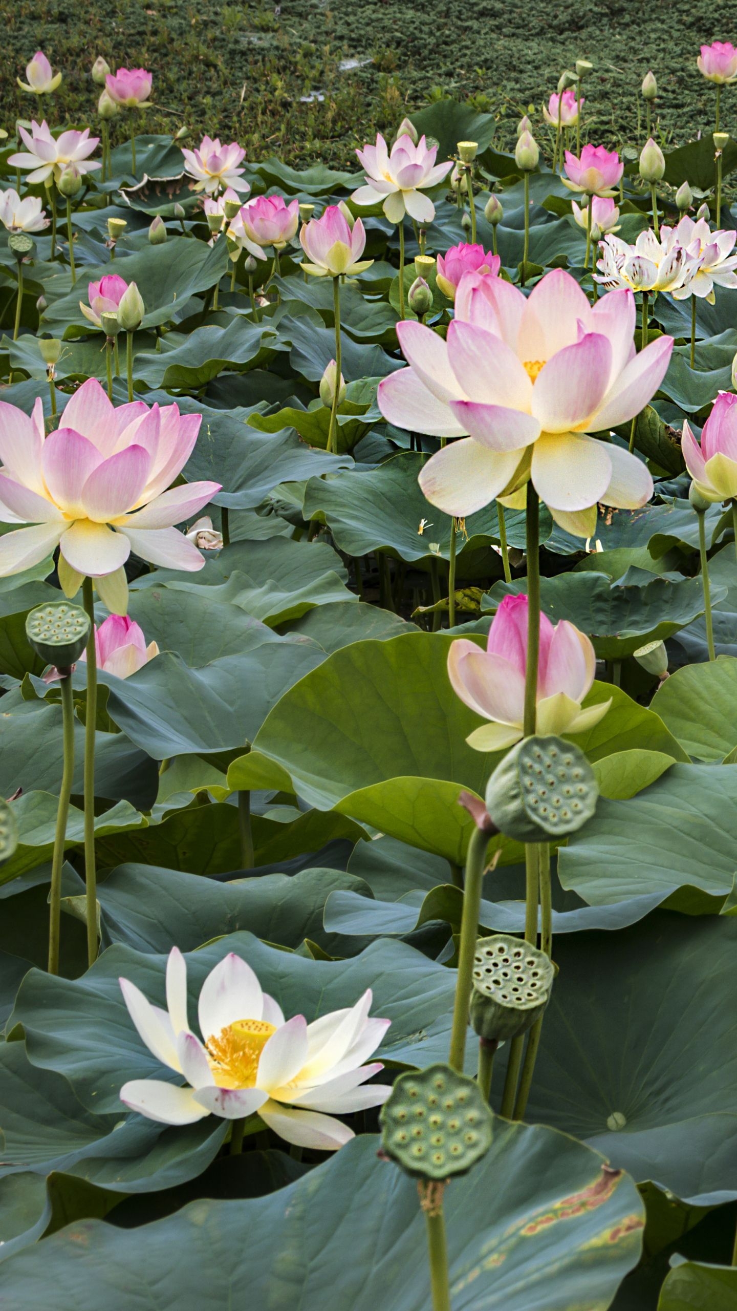 1440x2560 Lotus Phone Wallpaper Free Lotus Phone Background, Phone