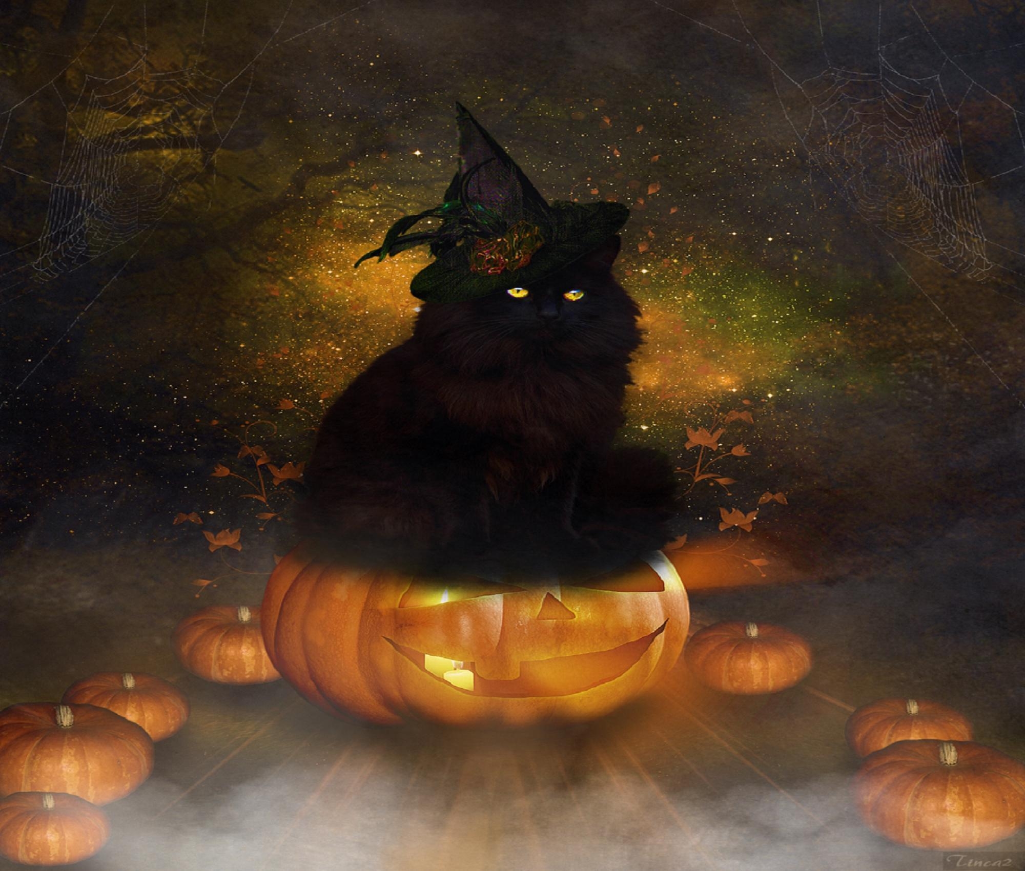 2000x1700 Halloween Cat Wallpaper 1600x900 (153.79 KB), Desktop