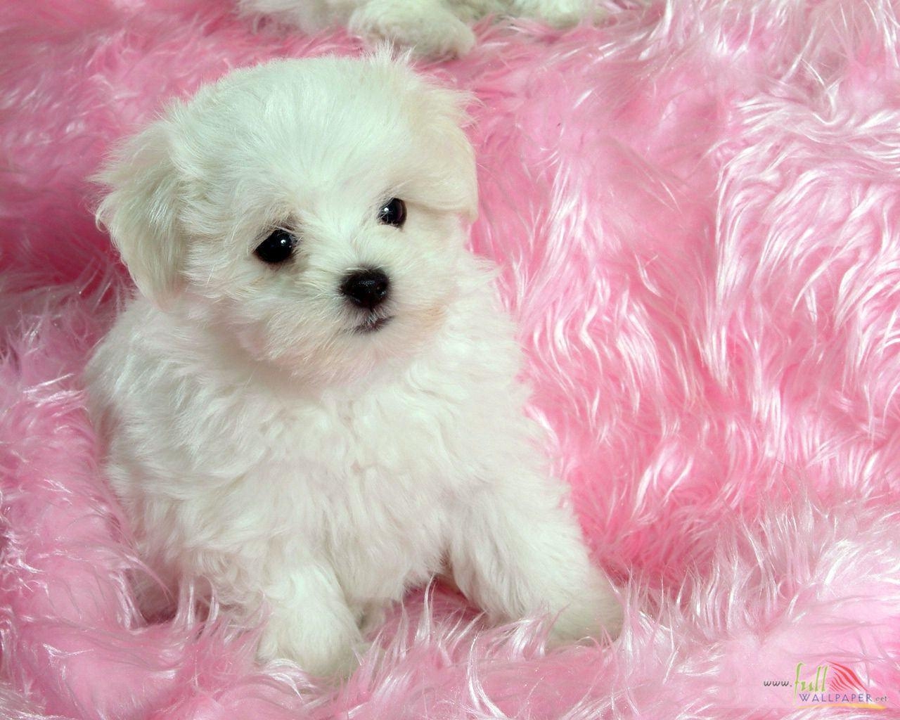 1280x1030 White Baby Dog #, Desktop