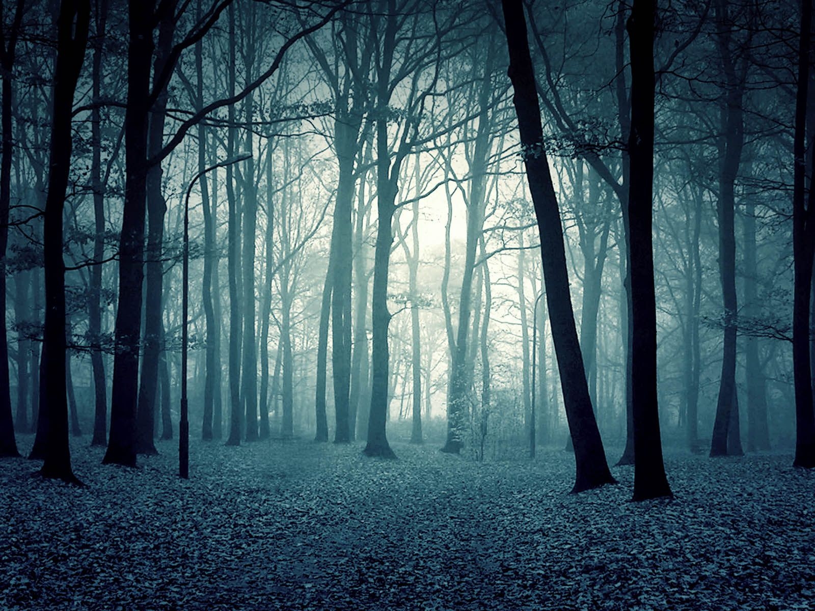 1600x1200 Scary Forest Wallpaper, Desktop