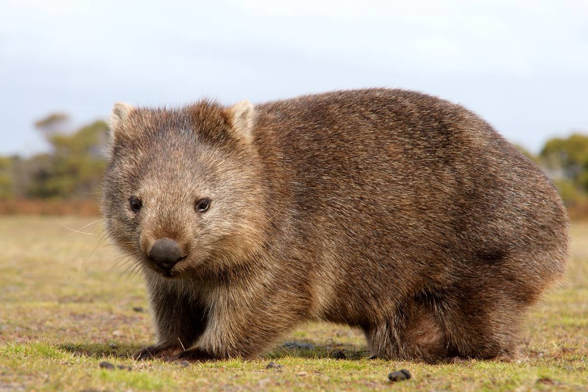 1200x800 Wombat Wallpaper High Quality, Desktop