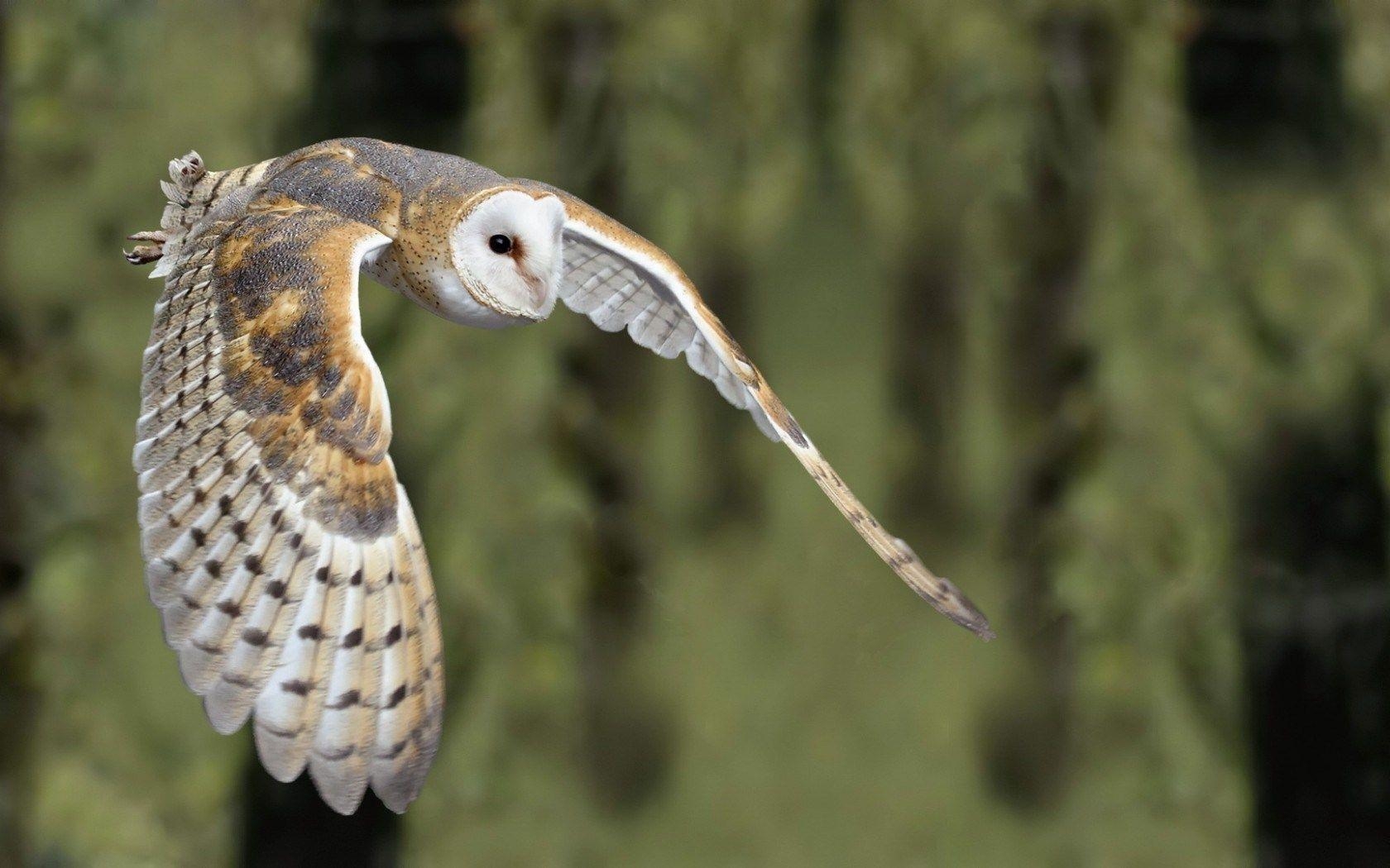 1680x1050 Barn Owl Bird, Desktop