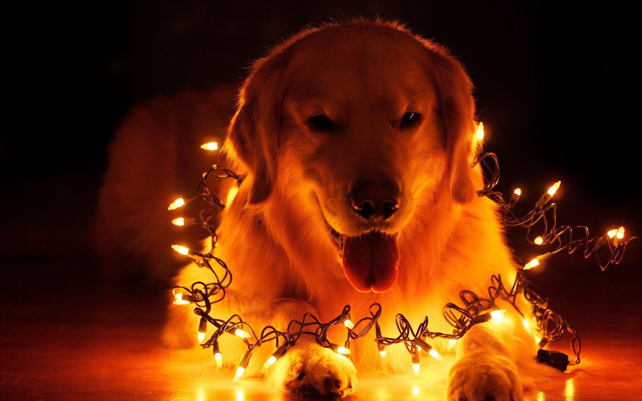 2560x1600 Dog Christmas Lights Wallpaper. Christmas HD Wallpaper, Desktop