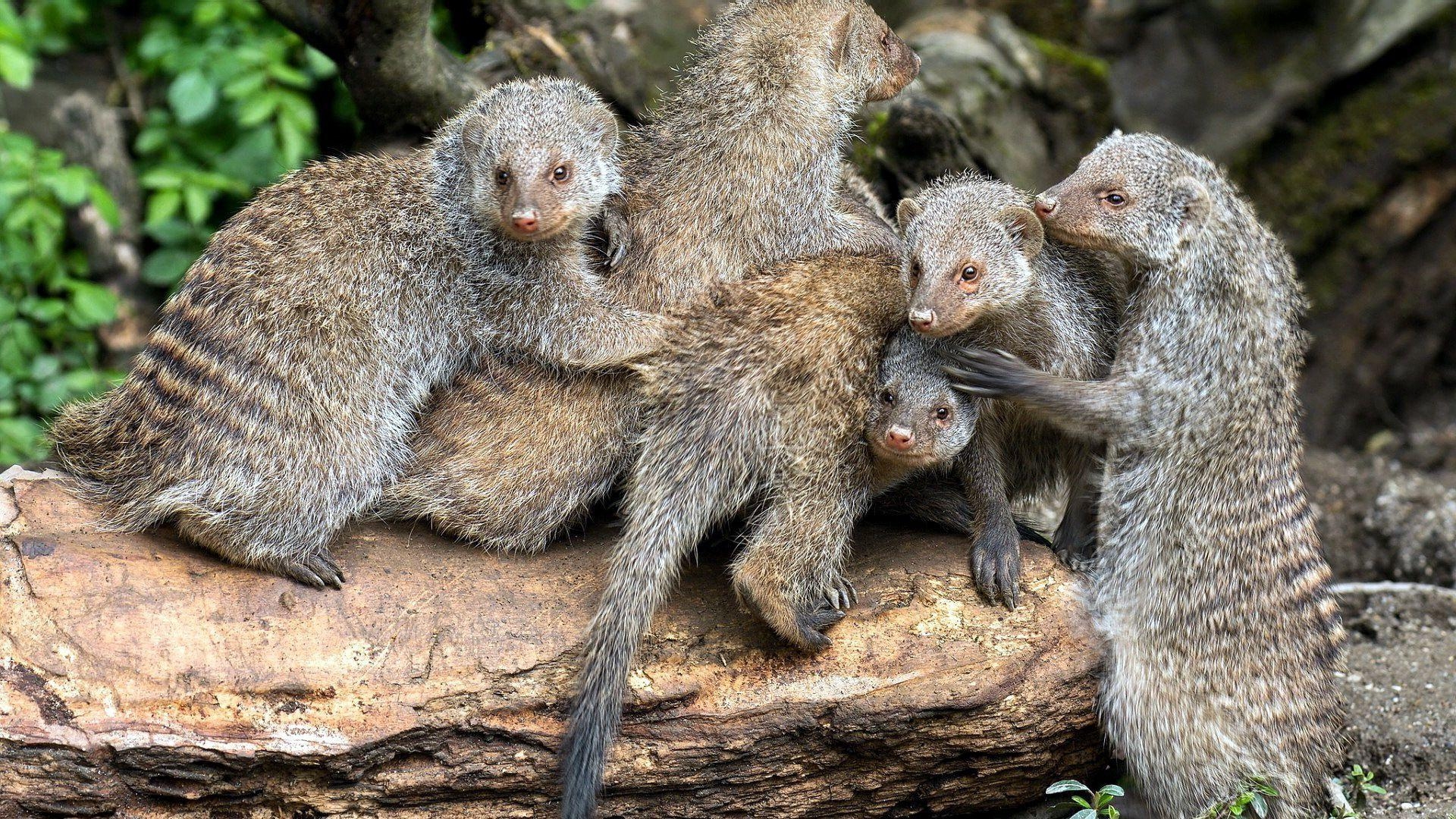 1920x1080 Banded mongooses Wallpaper, Desktop