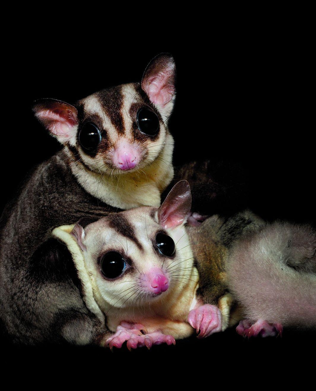 1070x1320 Nocturnal Animals image Sugar Glider HD wallpaper and background, Phone