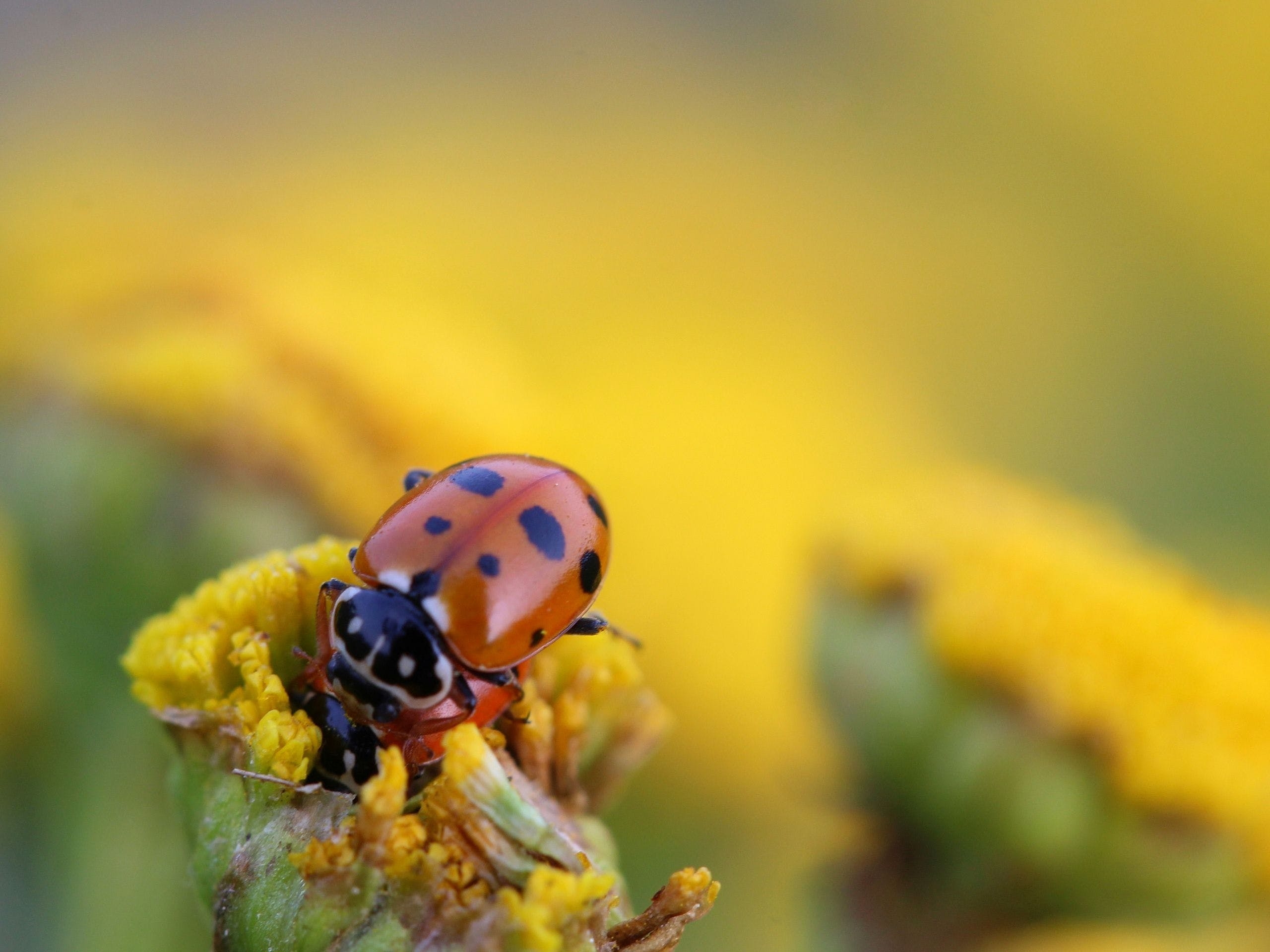 2560x1920 HD Ladybug Beetle Insect Wallpaper, Desktop