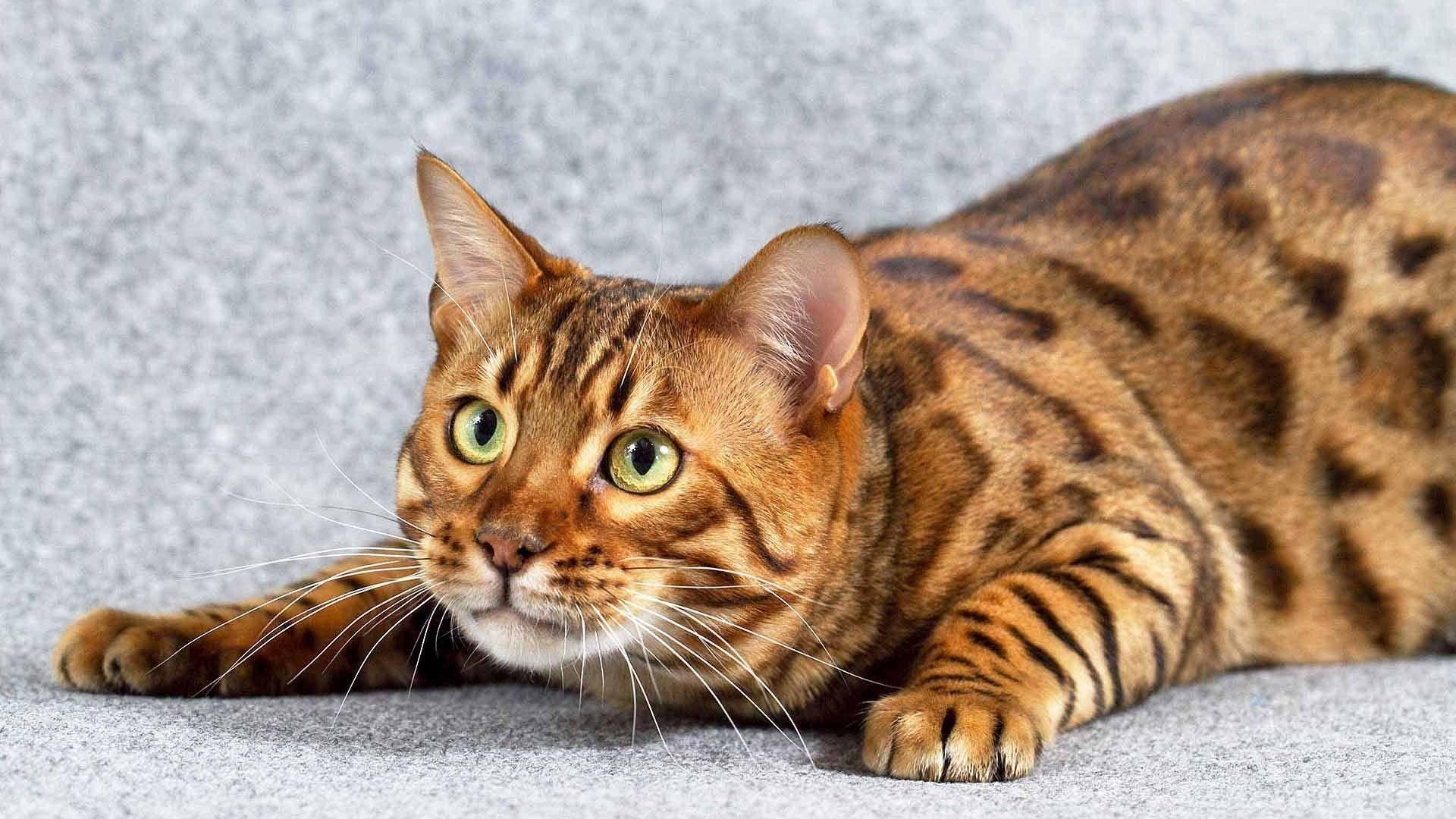 1920x1080 Bengal Cat Wallpaper, Desktop