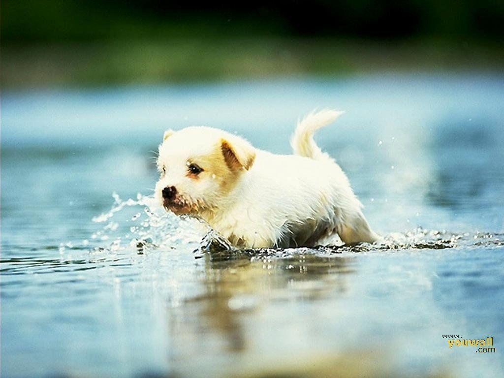 1030x770 Cute Lovely Dog Wallpaper HD Wallpaper 1024×768 Picture Of Cute. Cute dog wallpaper, Cute puppy photo, Cute puppy wallpaper, Desktop