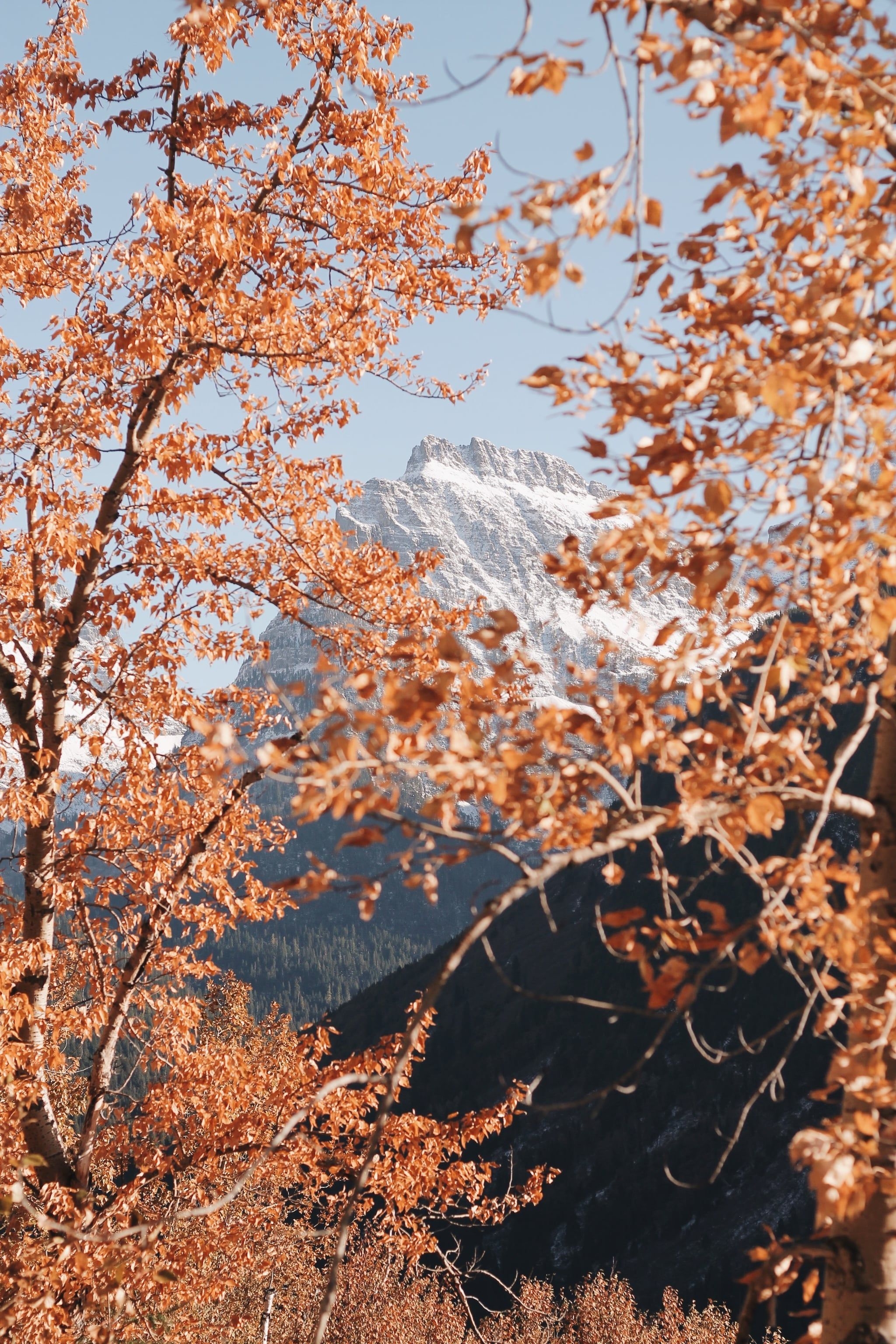 2050x3080 Best Fall Wallpaper For Your IPhone's Home Screen Aesthetic, Phone