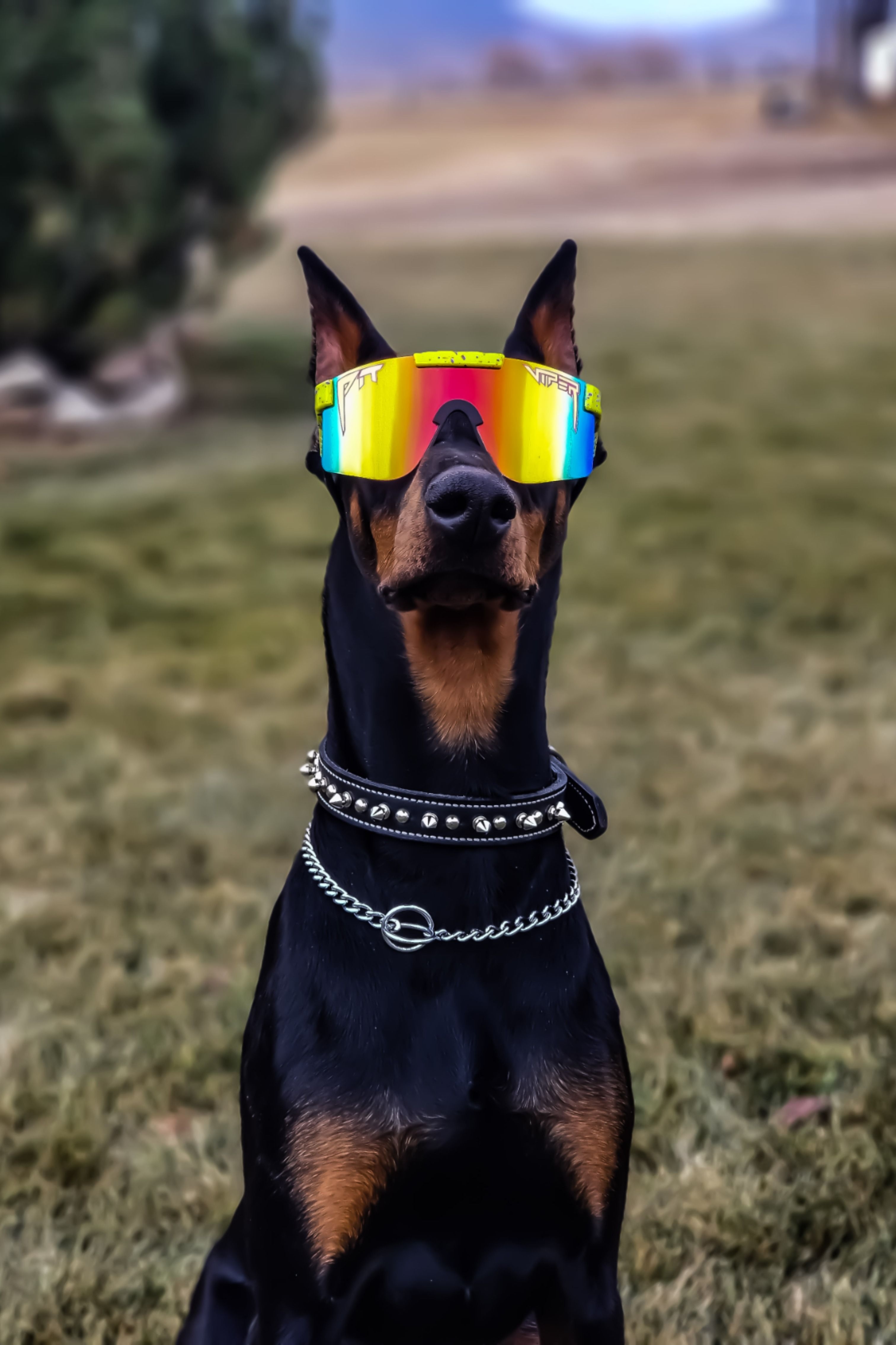 3030x4540 Dog in sunglasses. Pit viper, Pit viper sunglasses, Dog with glasses, Phone