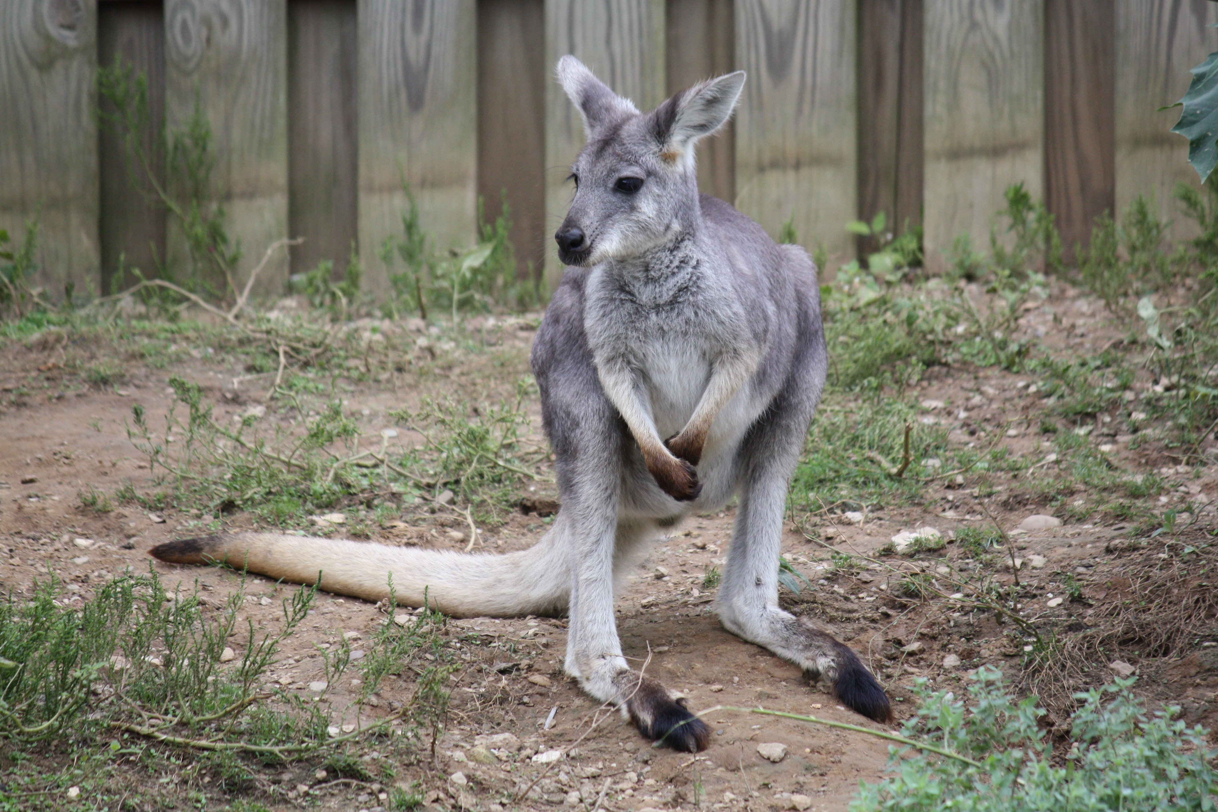 4280x2850 Exotic Animals to Add to Your Christmas Wish List. Her, Desktop