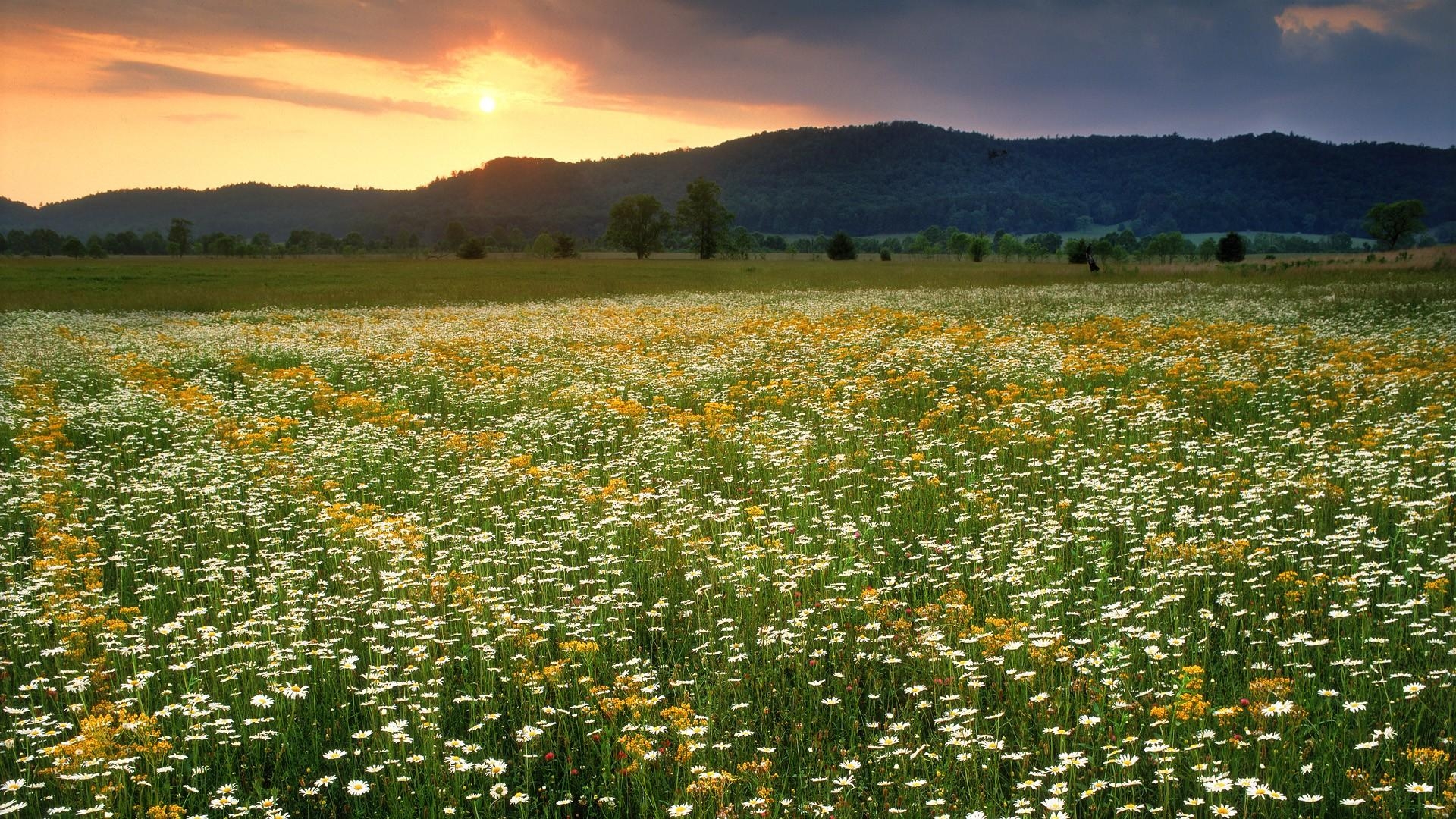 1920x1080 free tennessee wallpaper, Desktop