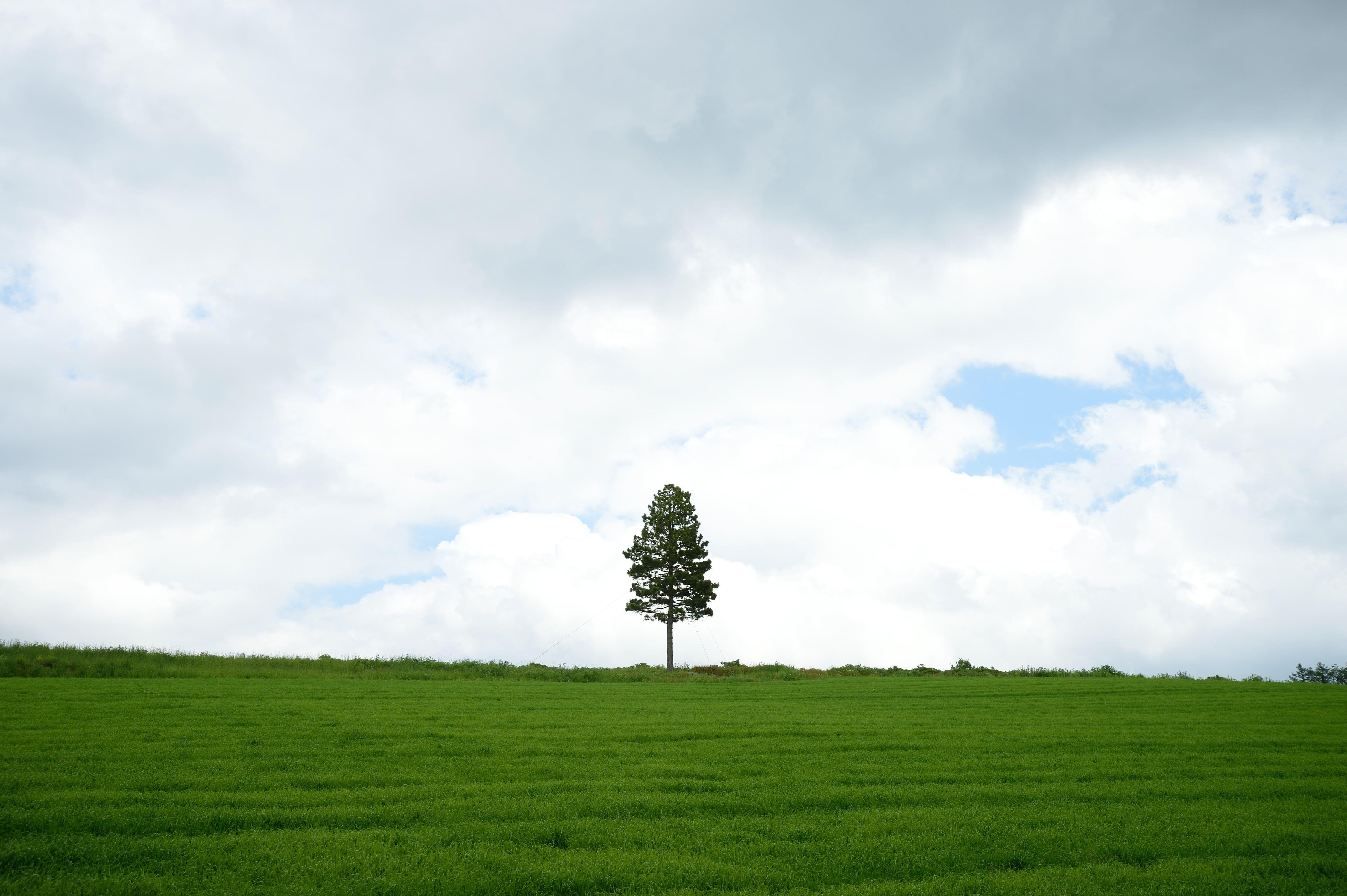 4930x3280 Green tree on green hill top under gray cloudy sky, hokkaido HD, Desktop