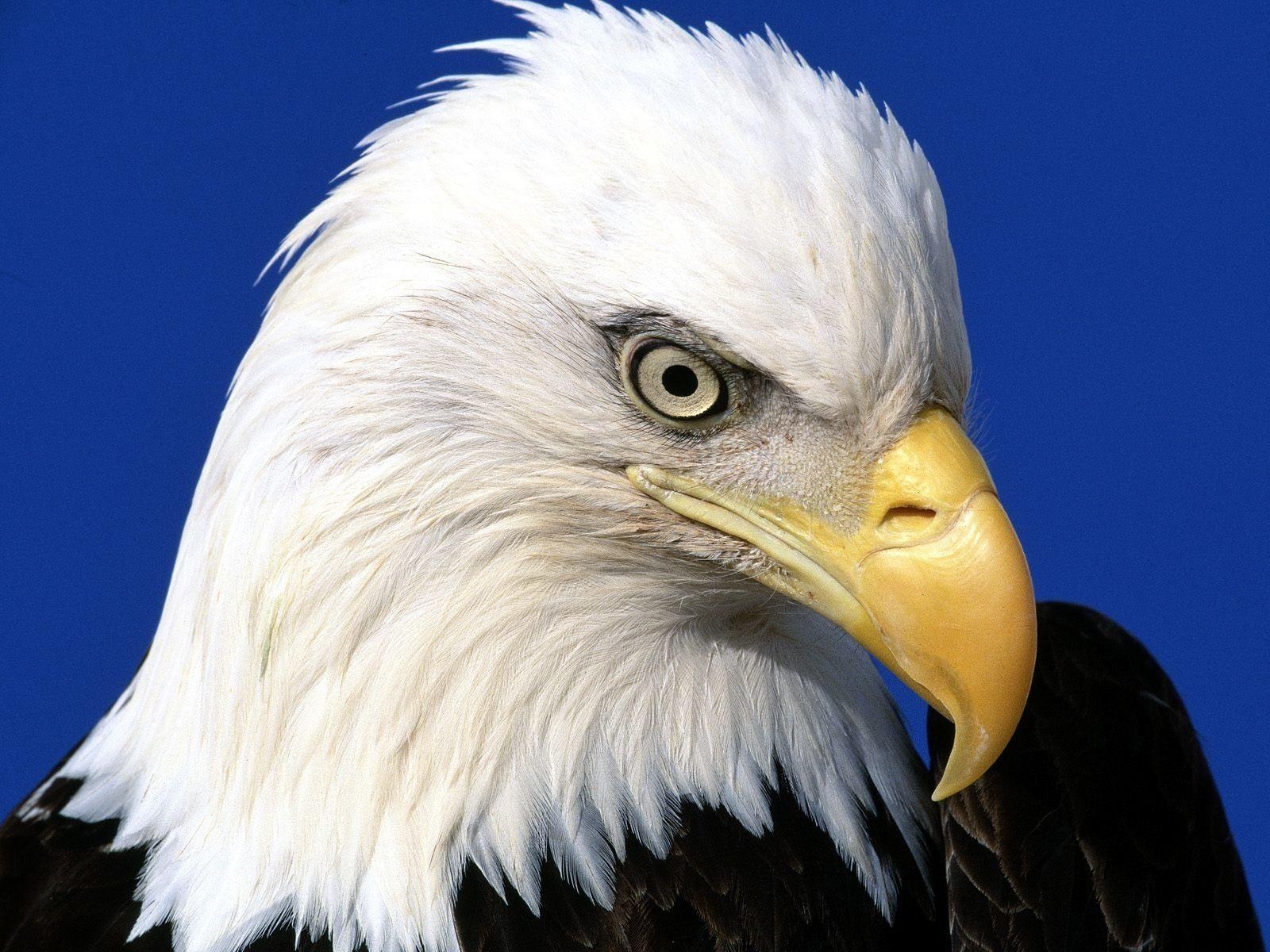 1600x1200 Eagle Wallpaper and Background Imagex1200, Desktop