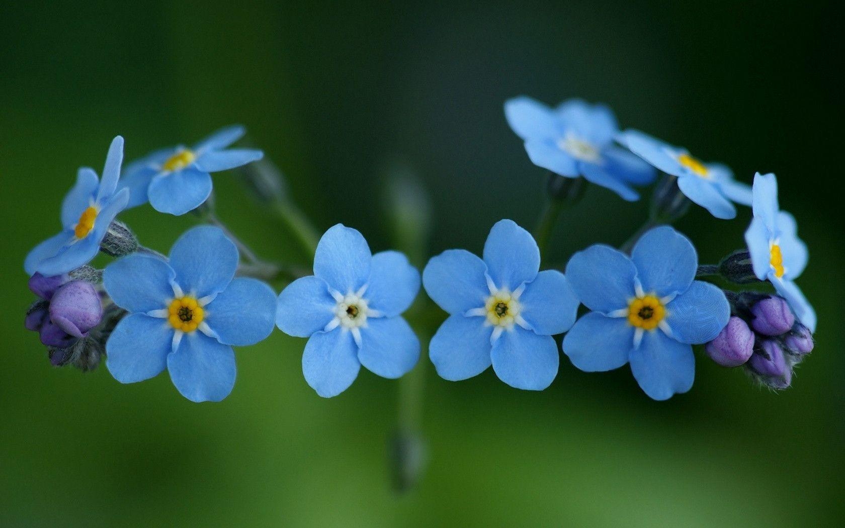 1680x1050 Download Blue Cool Flowers Good Nature Wallpaper. Full HD Wallpaper, Desktop