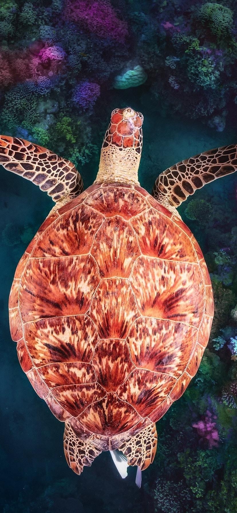 830x1800 Turtle, underwater, coral reef  iPhone XR wallpaper, Phone