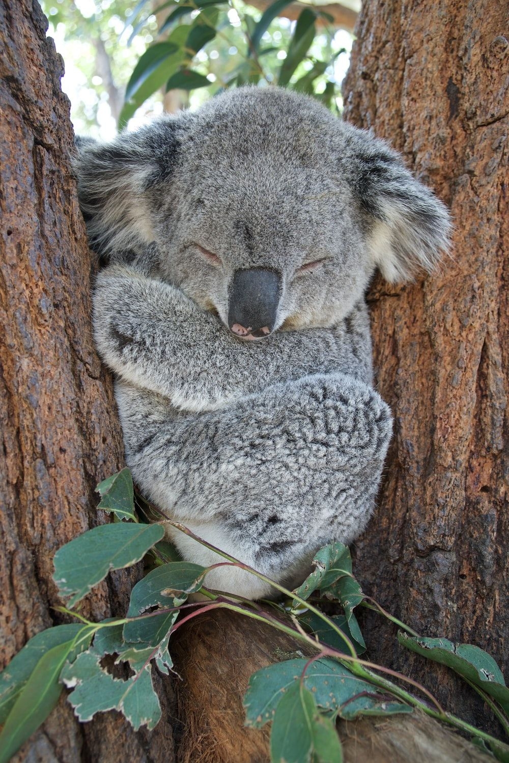 1000x1500 Koala Picture. Download Free Image, Phone