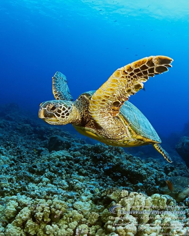 800x1000 Sea Turtle HD Wallpaper Download Free Sea Turtle Tumblr. Desktop Background, Phone