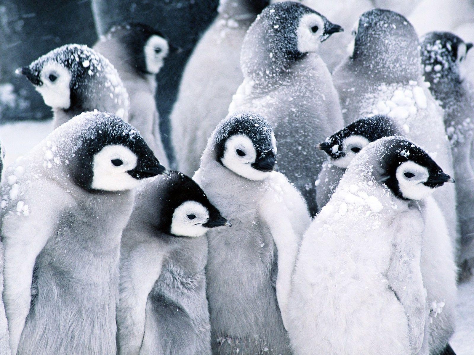 1600x1200 Cute Baby Penguins wallpaperx1200. Cute baby penguin, Penguin wallpaper, Baby penguins, Desktop