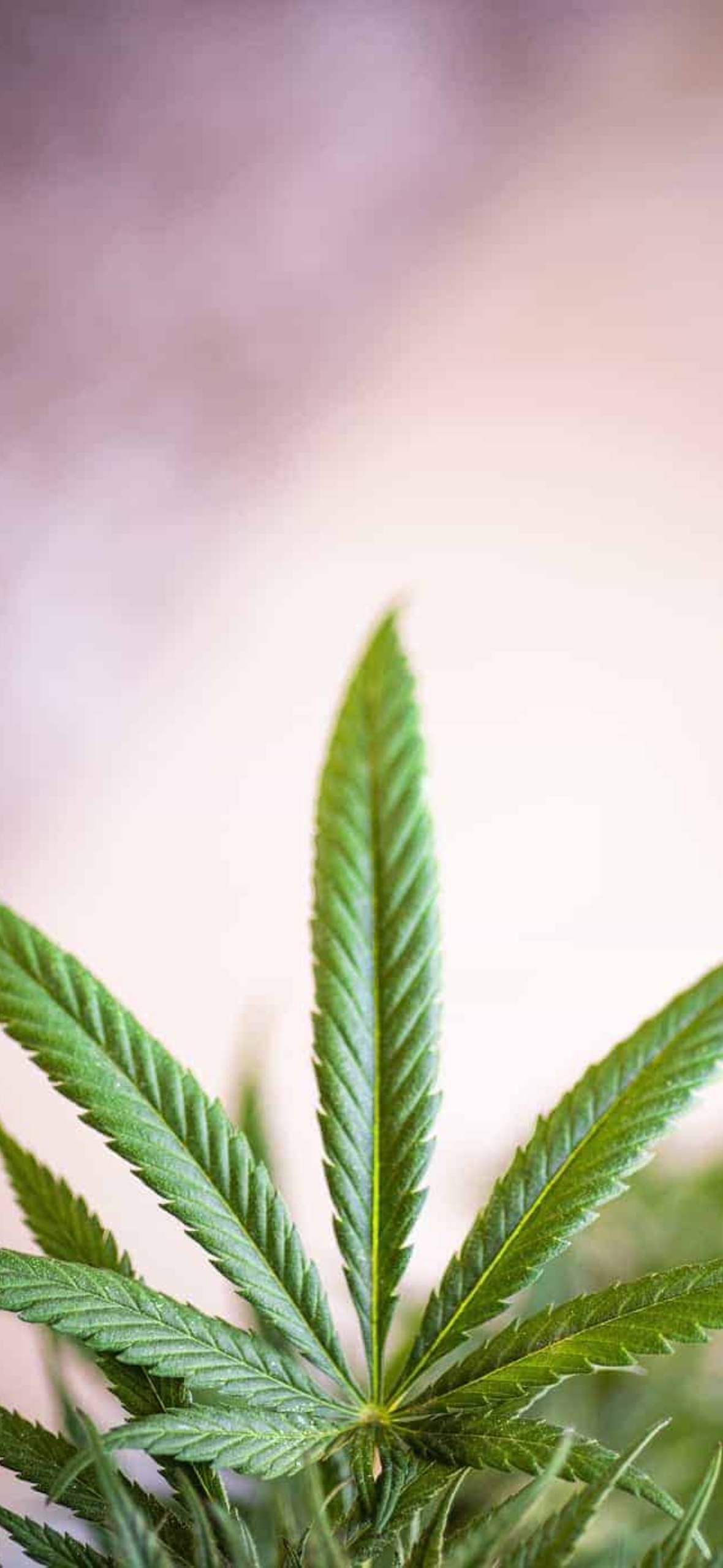 1180x2560 Best Weed iPhone Wallpaper [ HQ ], Phone