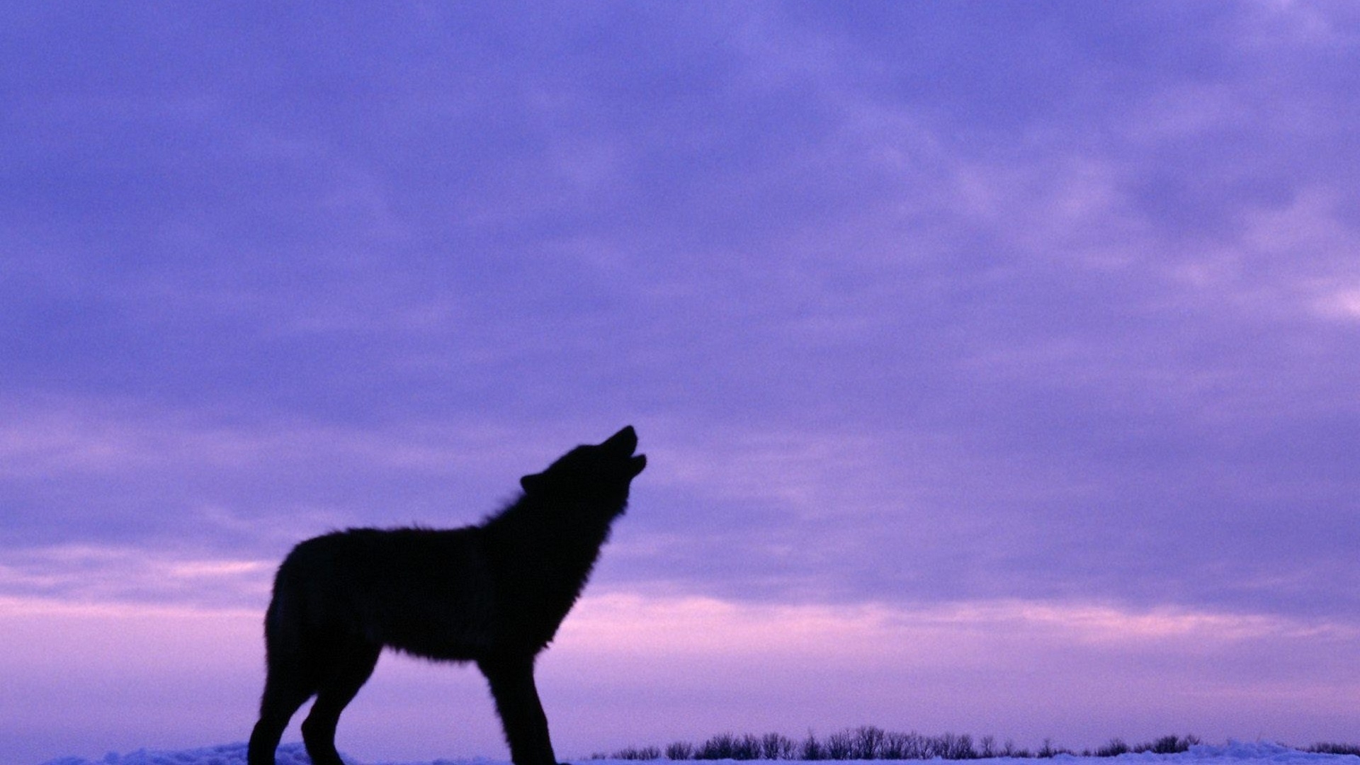 1920x1080 twilight wolves  wallpaper High Quality Wallpaper, High Definition Wallpaper, Desktop