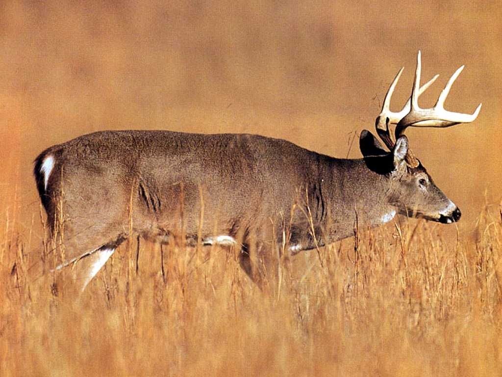 1030x770 Free Whitetail Deer Wallpaper, Desktop