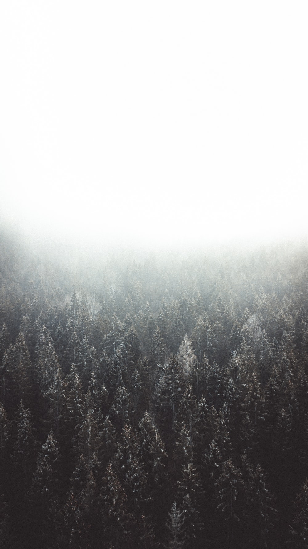 1000x1790 Foggy Background Picture. Download Free Image, Phone