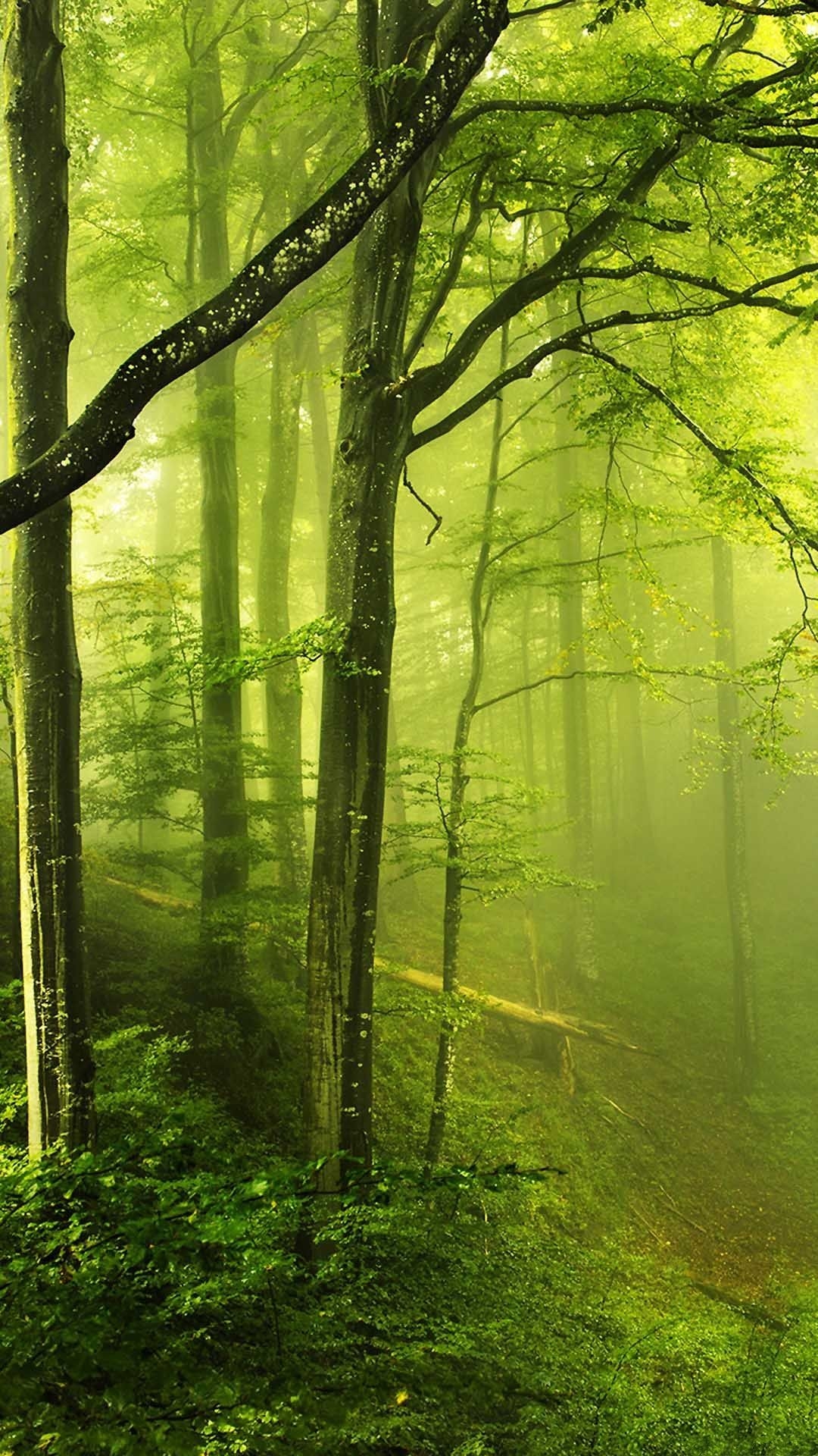 1080x1920 Fantasy Green Forest Android Wallpaper free download, Phone