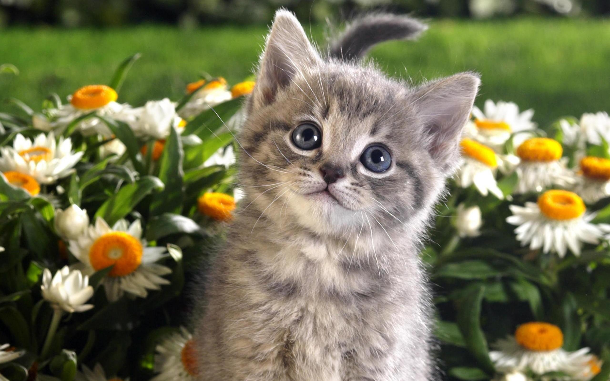 2560x1600 Spring Cat Wallpaper, Desktop