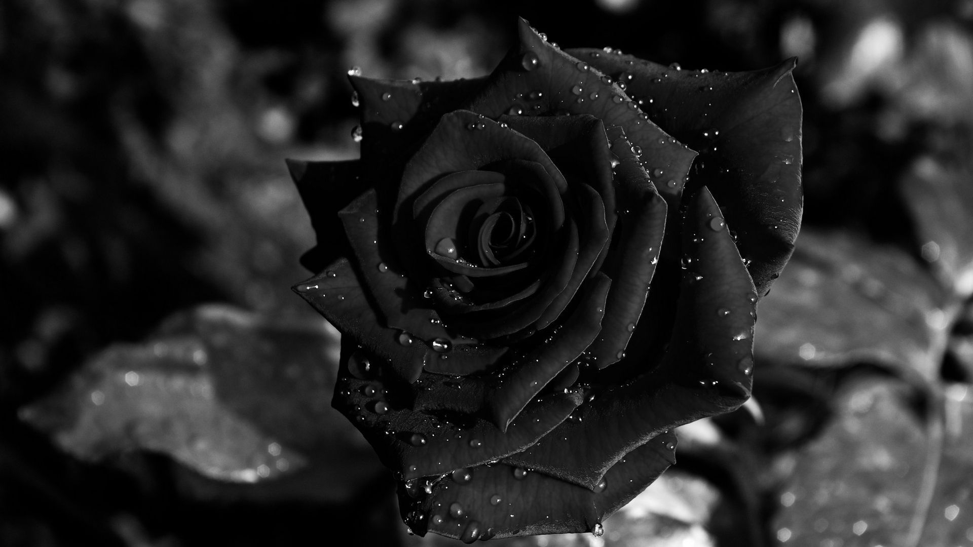 1920x1080 Black Rose Wallpaper Resolution Black Rose HD Wallpaper, Desktop