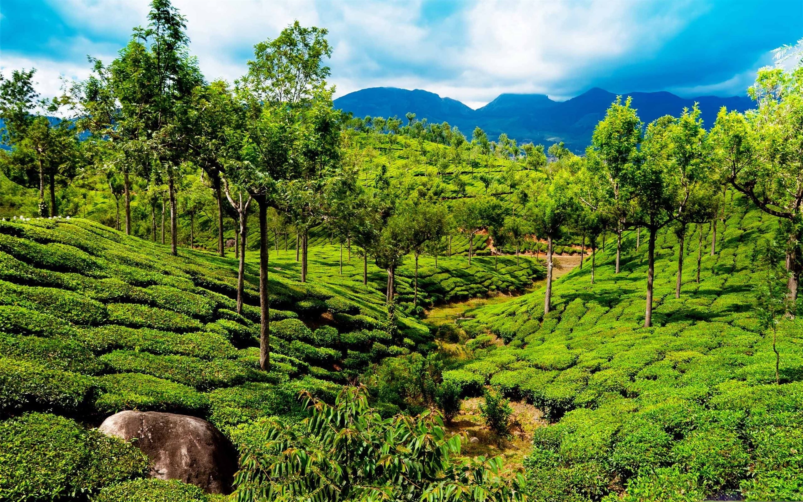 2560x1600 Green Tea Field Kerala India Mac Wallpaper Download, Desktop