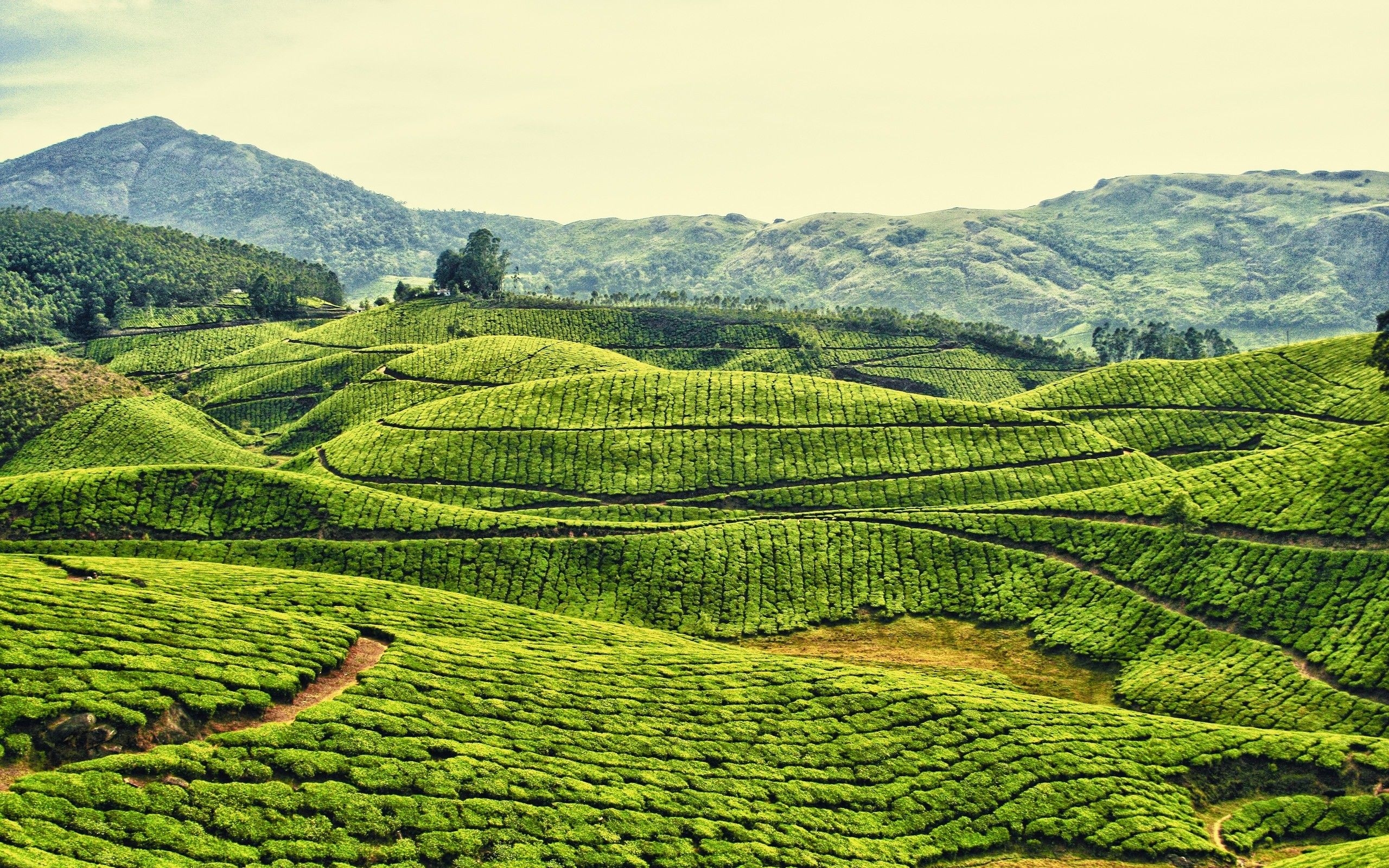 2560x1600 Daily Wallpaper: Tea Plantation in Kerala, India. I Like To Waste, Desktop