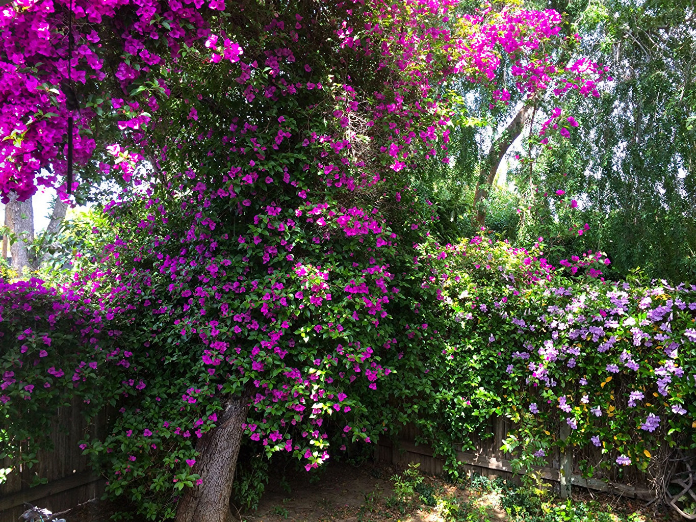 1370x1030 Wallpaper California USA Bougainvillea San Jose Gardens Flowers, Desktop