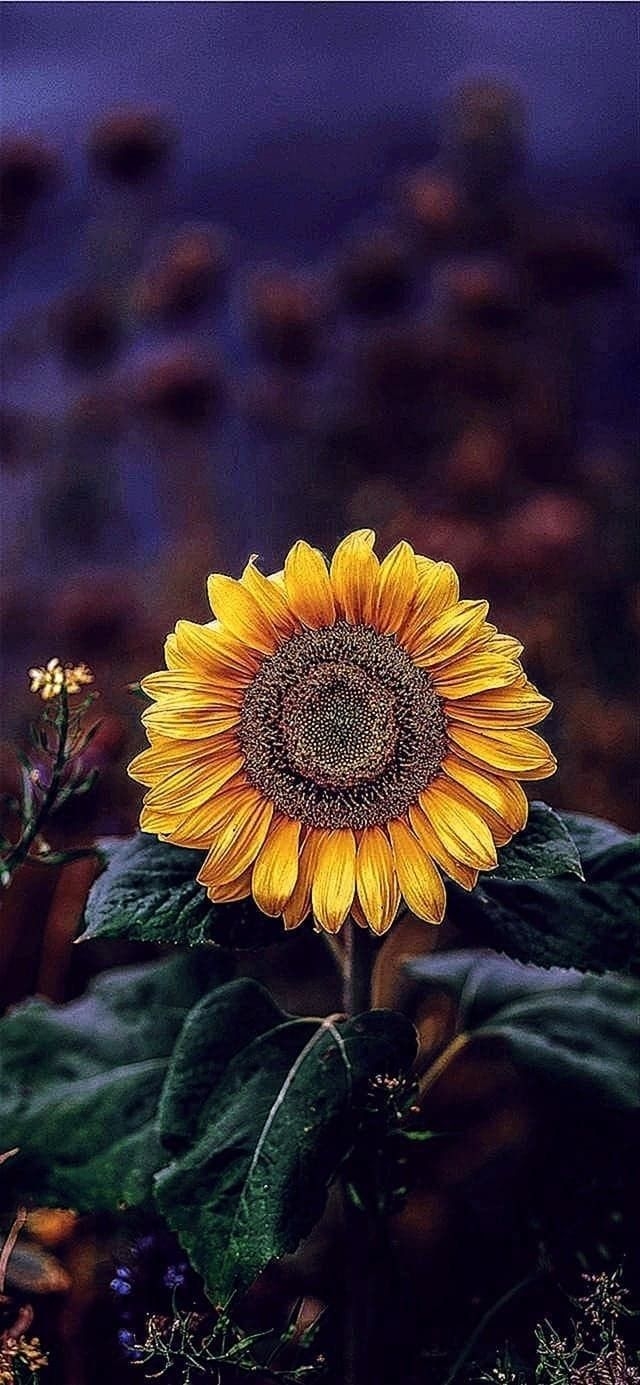 640x1390 Sunflower Wallpaper HD iPhone X, Phone