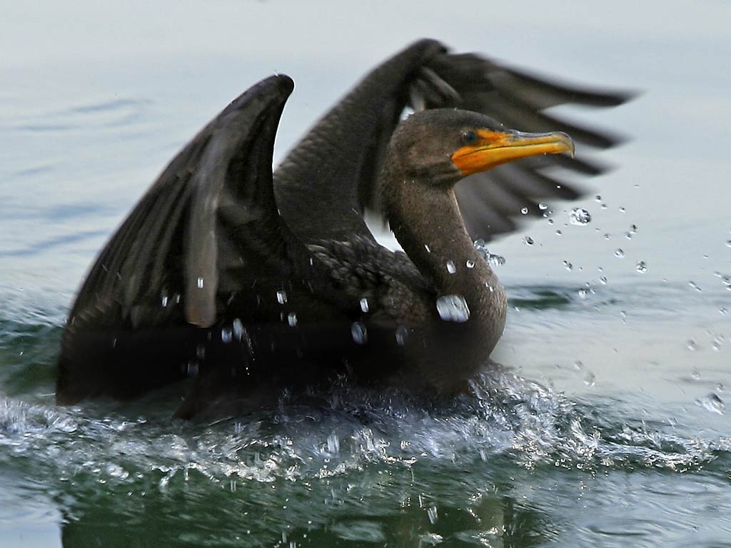 1030x770 Cormorant Wallpaper, Desktop