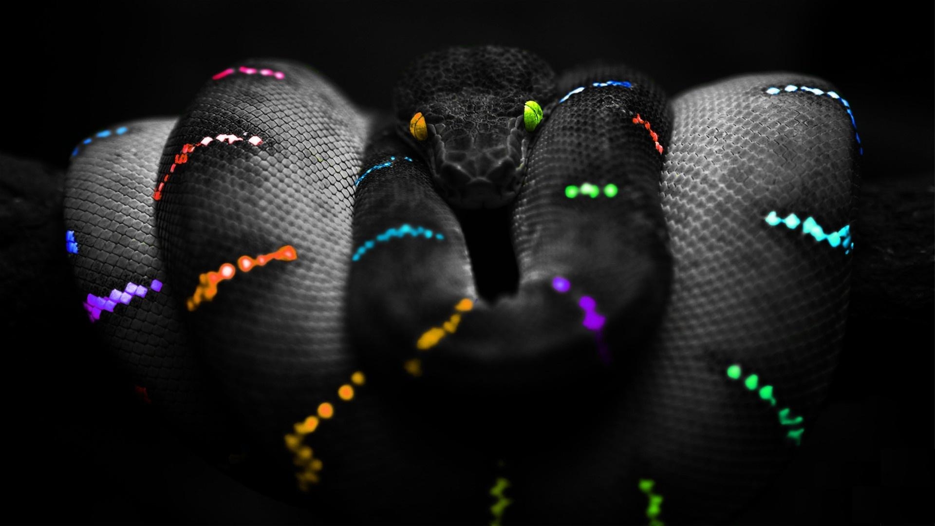 1920x1080 Snake Wallpaper, Desktop