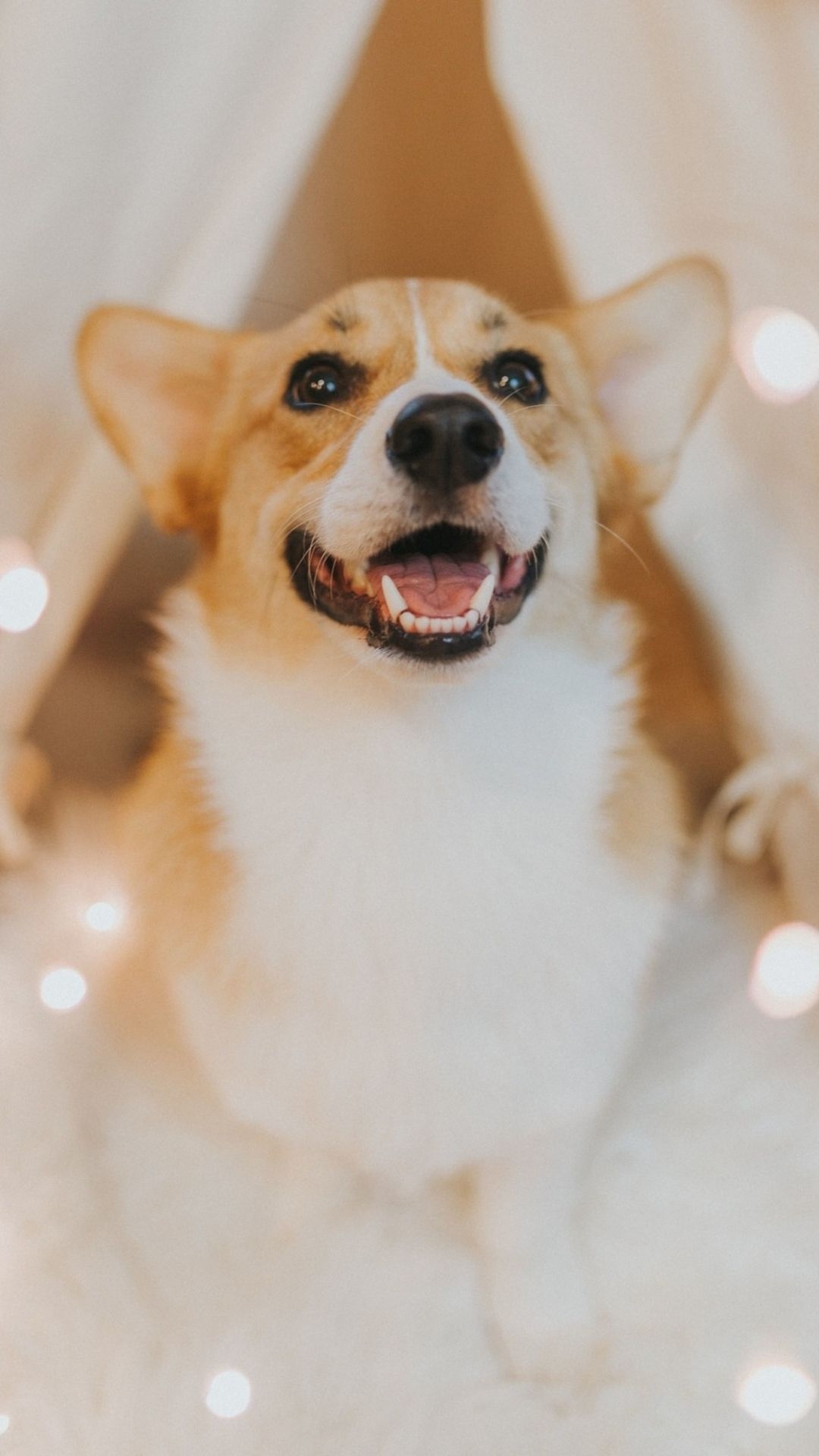 1080x1920 White Tan Corgi Wallpaper, Phone