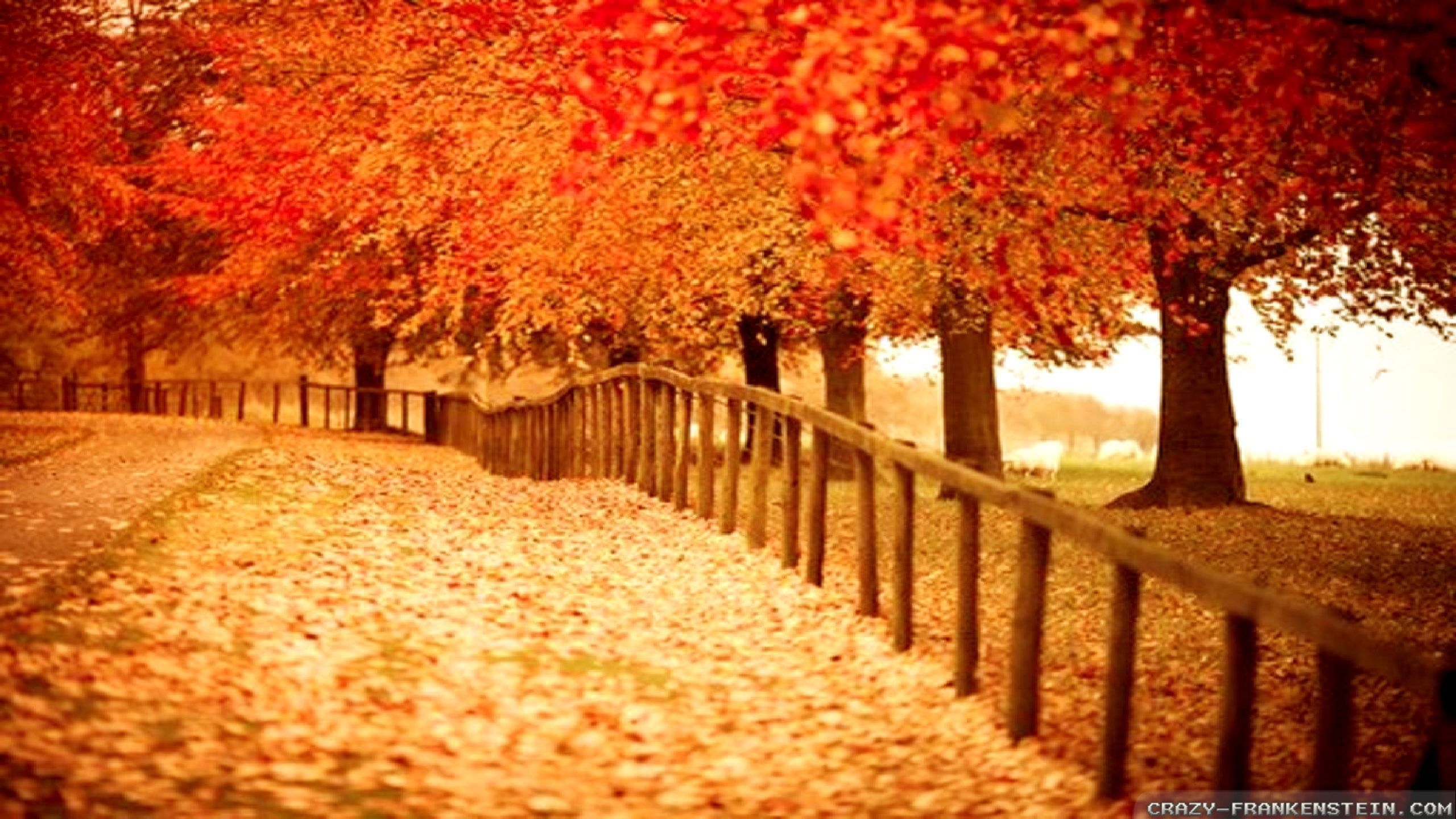 2560x1440 Autumn Wallpaper, Desktop