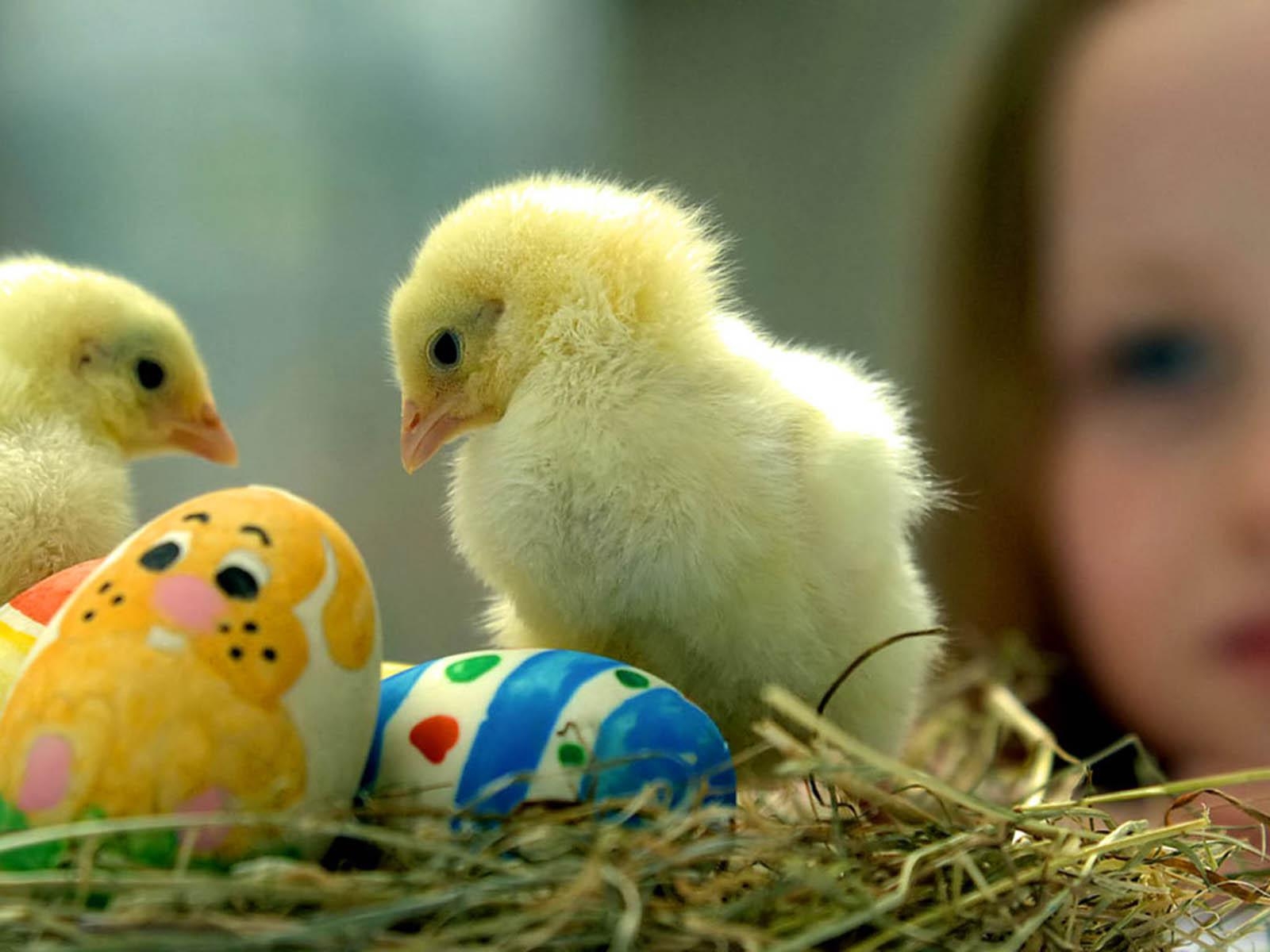 1600x1200 chicks wallpaper Gallery, Desktop