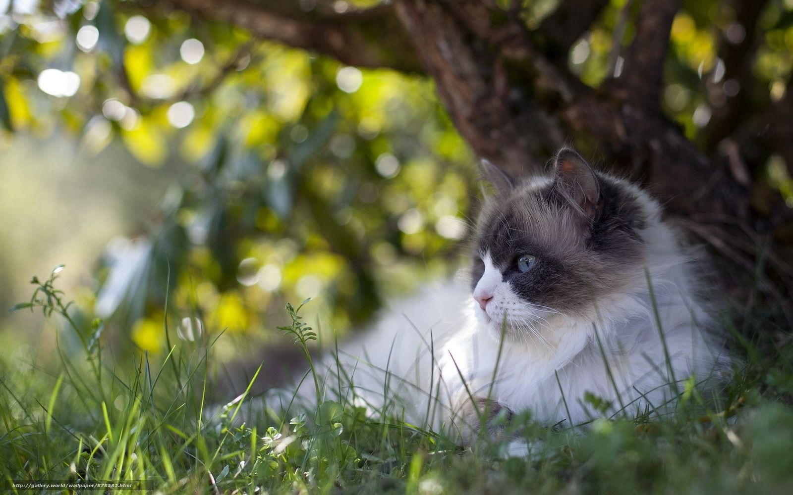 1600x1000 Download wallpaper summer, cat, nature free desktop wallpaper, Desktop