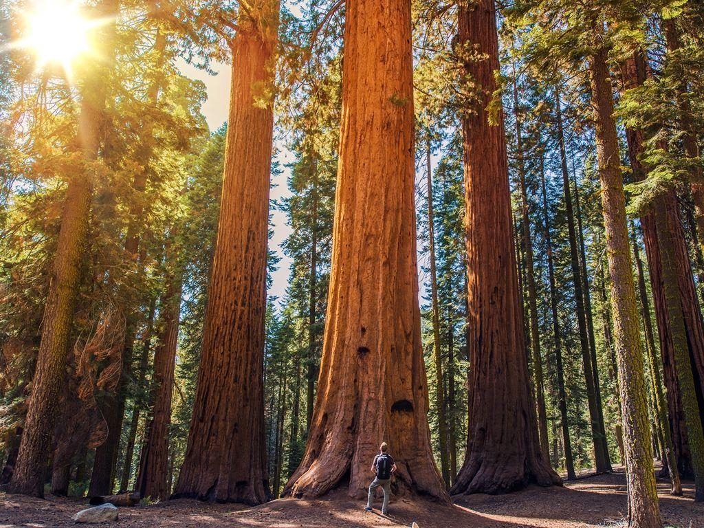 1030x770 Sequoia and Kings Canyon National Park, Desktop