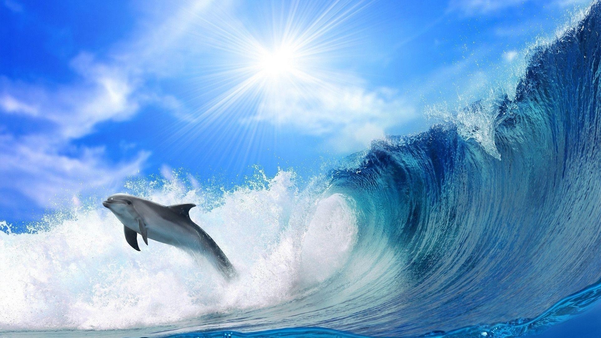 1920x1080 Dolphin Wave wallpaper Wide or HD, Desktop