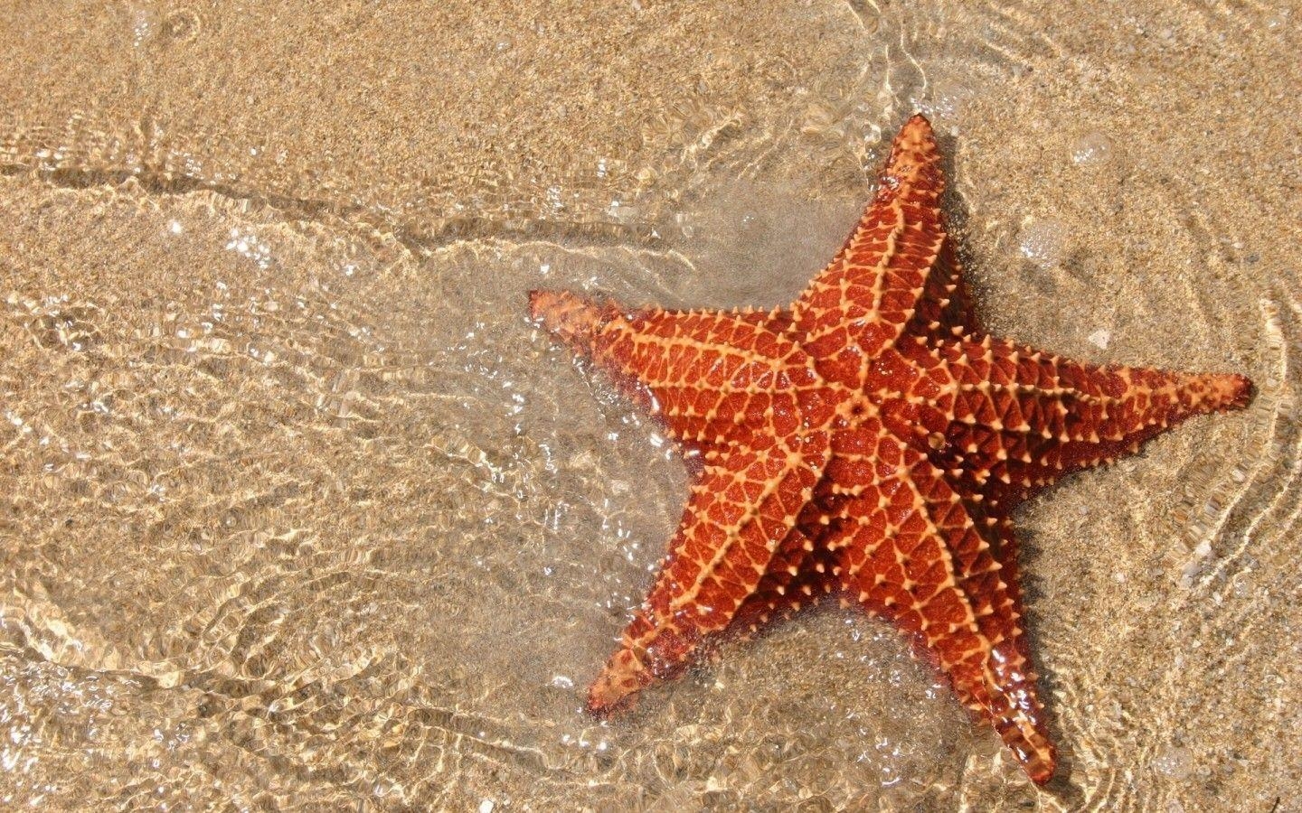 1440x900 Pix For > Starfish Wallpaper, Desktop