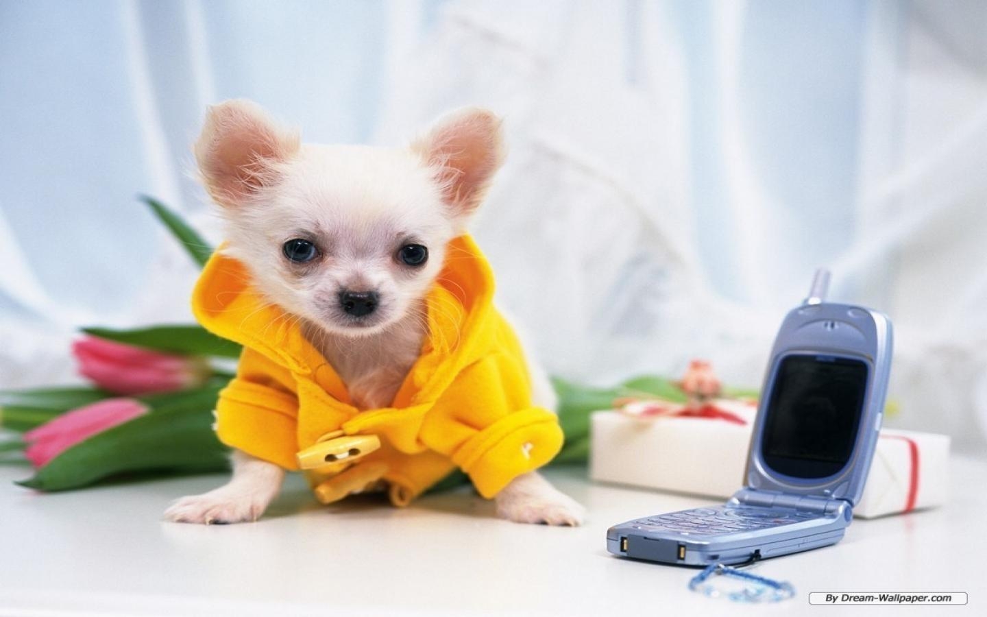 1440x900 Chihuahua Wallpaper 1024x #CL73FF6, Desktop