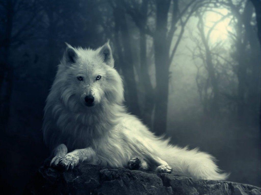 1030x770 Awesome Wolf Wallpaper, Picture, Desktop