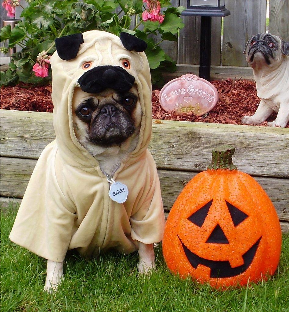 950x1030 Pug in Halloween costume photo and wallpaper. Beautiful Pug, Phone