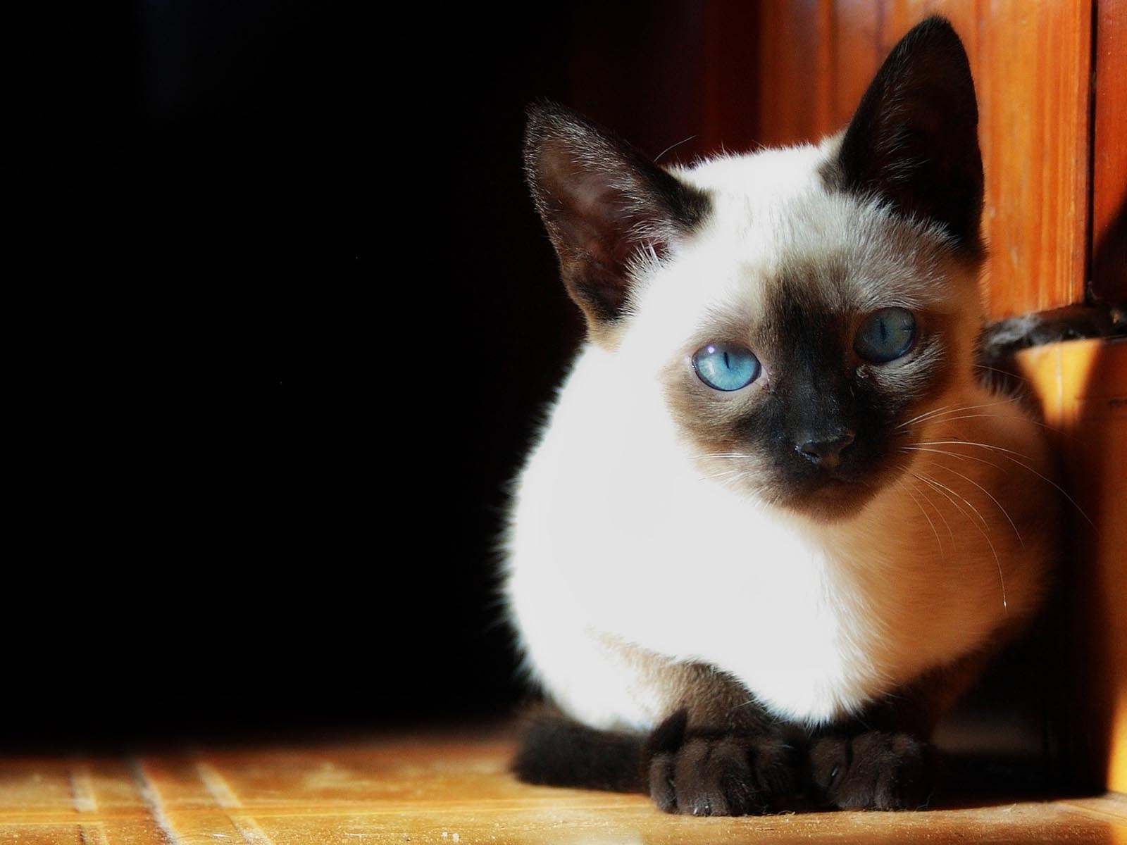 1600x1200 Serious Siamese photo and wallpaper. Beautiful Serious Siamese, Desktop